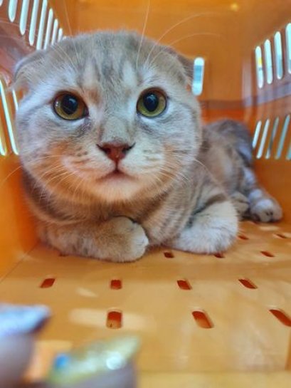 น้องเฮงเฮง   ภาวะอัณฑะไม่ลงถุงหรือทองแดง 